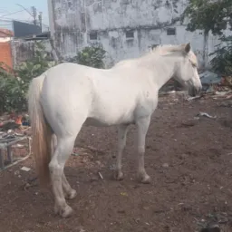 Rifa de um cavalo ariado