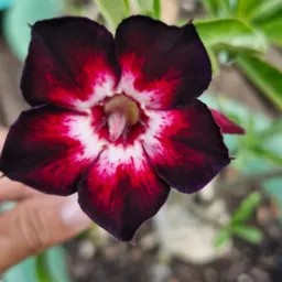 Seu lar mais florido apenas minhas vendas