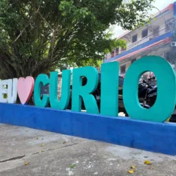 Curió vendas & trocas online