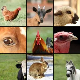 Vendas de aves e animais 🦆🪿🦚🦃🐕🐖🐓🐣