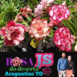 Rosas do Deserto JS Araguatins 🌺
