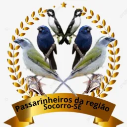 Passarinheiros da região 🦅🐦‍⬛🦜