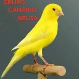 Canario belga