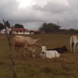 Tudo misturado Bom Jesus