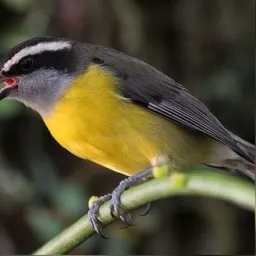 VENDA E TROCA DE PÁSSAROS MACEIÓ 🐦⬛💰