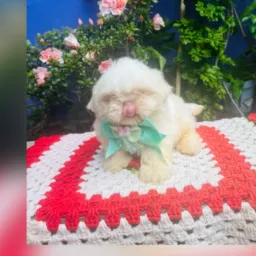 🦋🐶venda troca de Animais e produtos pet🐱
