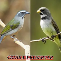 💵ROLO PESADO NOVA FRIBURGO💵