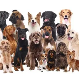 GOLDEN  RETRIEVER & VARIAS RAÇAS DE CÃES