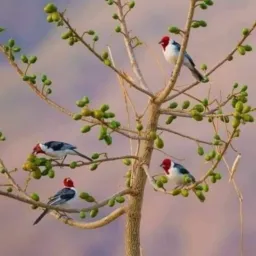 Aves de caucaia