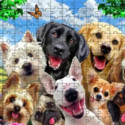 🐾🐾🐾 MINHA PAIXÃO POR DOG 🐾🐾🐾