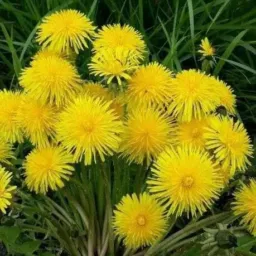 plantas no miri