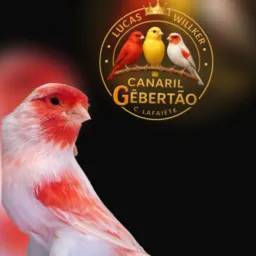 Clube Dos Canarios Belga