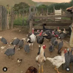 Mercadão rural oficial 🦆🪿🐥🐔🐷🐮🐴