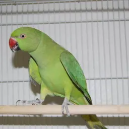 Rifa de Animais Chapecó SC sorteio Ring neck