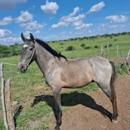 Rifa de um cavalo