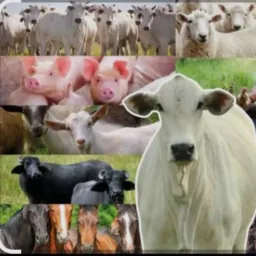 AGROPECUÁRIA & AVICULTURA (Marabá e região)
