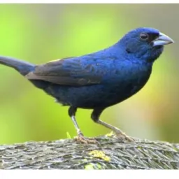 Rolo e vendas de aves