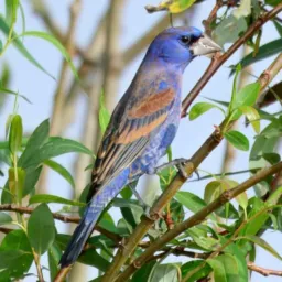 Venda e troca de aves florianopolis ,São José