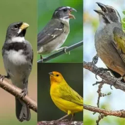 Rolo De Aves z o e baixadas 🐦🦅.