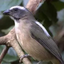 Somente aves RJ 2026