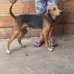 🌶️🌶️ CACHORRO BINGO COM AMERICANO CAPA PRETA TOP DAS TOP