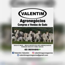 Vendas gambiras formoso🏍️🚘