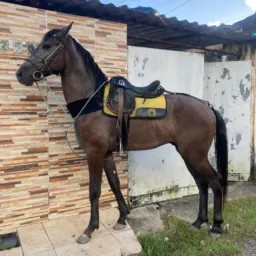 grupo dos vaqueiros