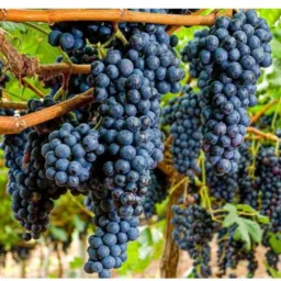 Bazar cacho de uvas