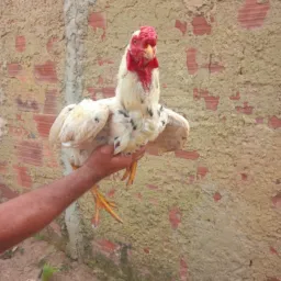 Rolo e Breganha