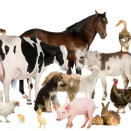 Troca e vendas de animais de vca
