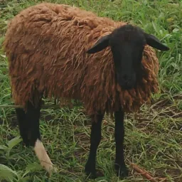 🐐Rifa de uma borrega gorda de raça 🐑