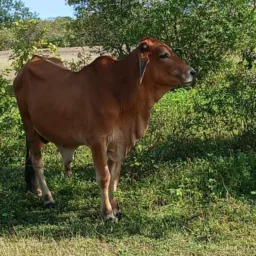 Rifa de 1 garrote e 4 Pix 200,00