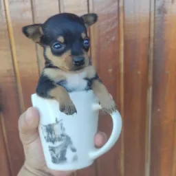 PIX PREMIADO DOG