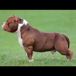 🏆AMERICAN BULLY🏆 DF E ENTORNO⚡