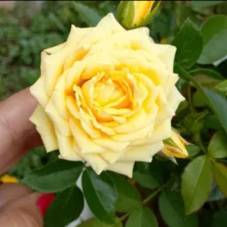 Plantando com amor 💕🌹🌷🙏🥰