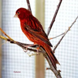 🐦 SØ PÁSSARO CAMPINAS 🐦‍⬛