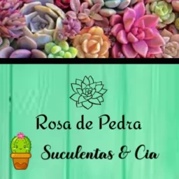 🌵 Grupo de vendas 🪴 Rosa de Pedra e Suculentas e Cia🌵🎍