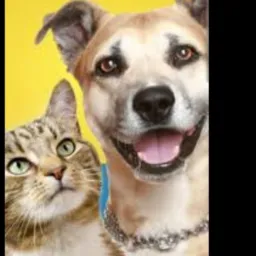 Grupo de doações de animais: Amigo dos ANIMAIS 🐕🐈🐁🐖🦜