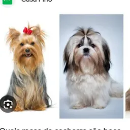 🦋somente yorkshire e shihtzu vendas e trocas