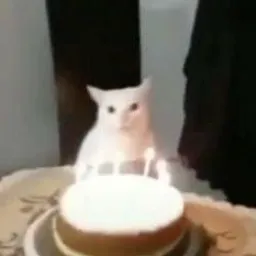 amamos a los gatos. 👻