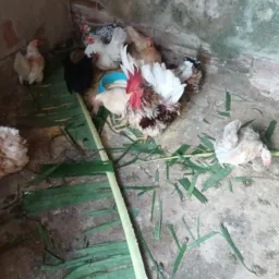 Vendas e troca de animais de rondonia