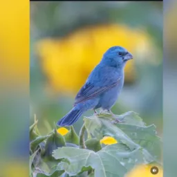 🪺Mundo dos pássaros só DDD 31🪶🦜