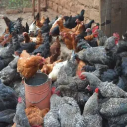 KAWETEDWE KA NKHUKU