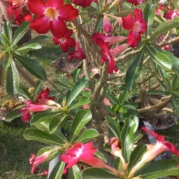 ROSAS DO DESERTO - FLORICULTURA SEMPRE BELLA