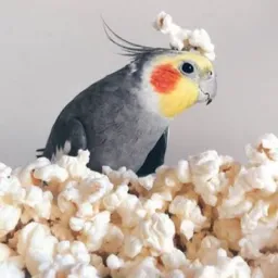 ♥️ Bicos tortos 🐥✨🐣 Goiânia e Região