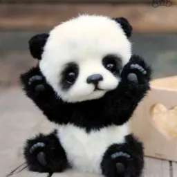 Tropa dos pandas fofos🐼🖤