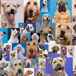🐾🐾 CÃES TODAS AS RAÇAS  🐾🐾