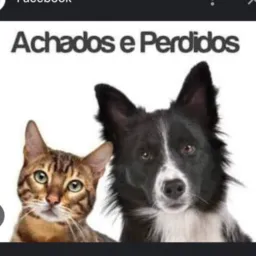 ANIMAIS PERDIDO EM BARREIRAS