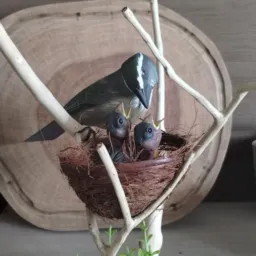 Vendas e Rolos de Pássaros e Aves
