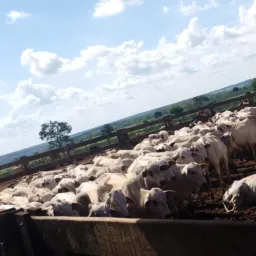 Feira do rolo são João do paraíso e Região 🐄🐎🐖🏍️🚗🚲